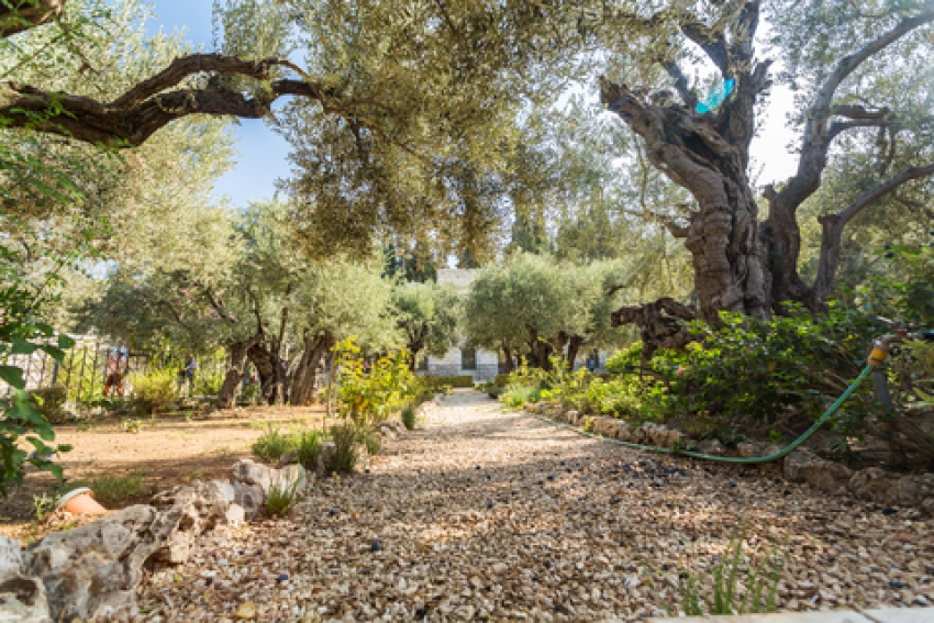 The Mount of Olives and Garden of Gethsemene Offer a Tranquil Scenic Vista of the Old City