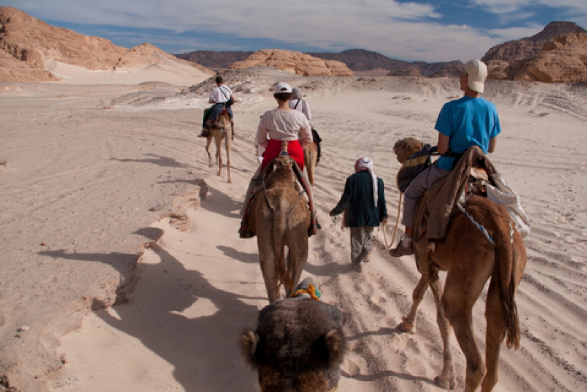 Wandering through the Sinai Desert is better with a camel